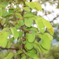 Terminalia anogeissiana Gere & Boatwr.